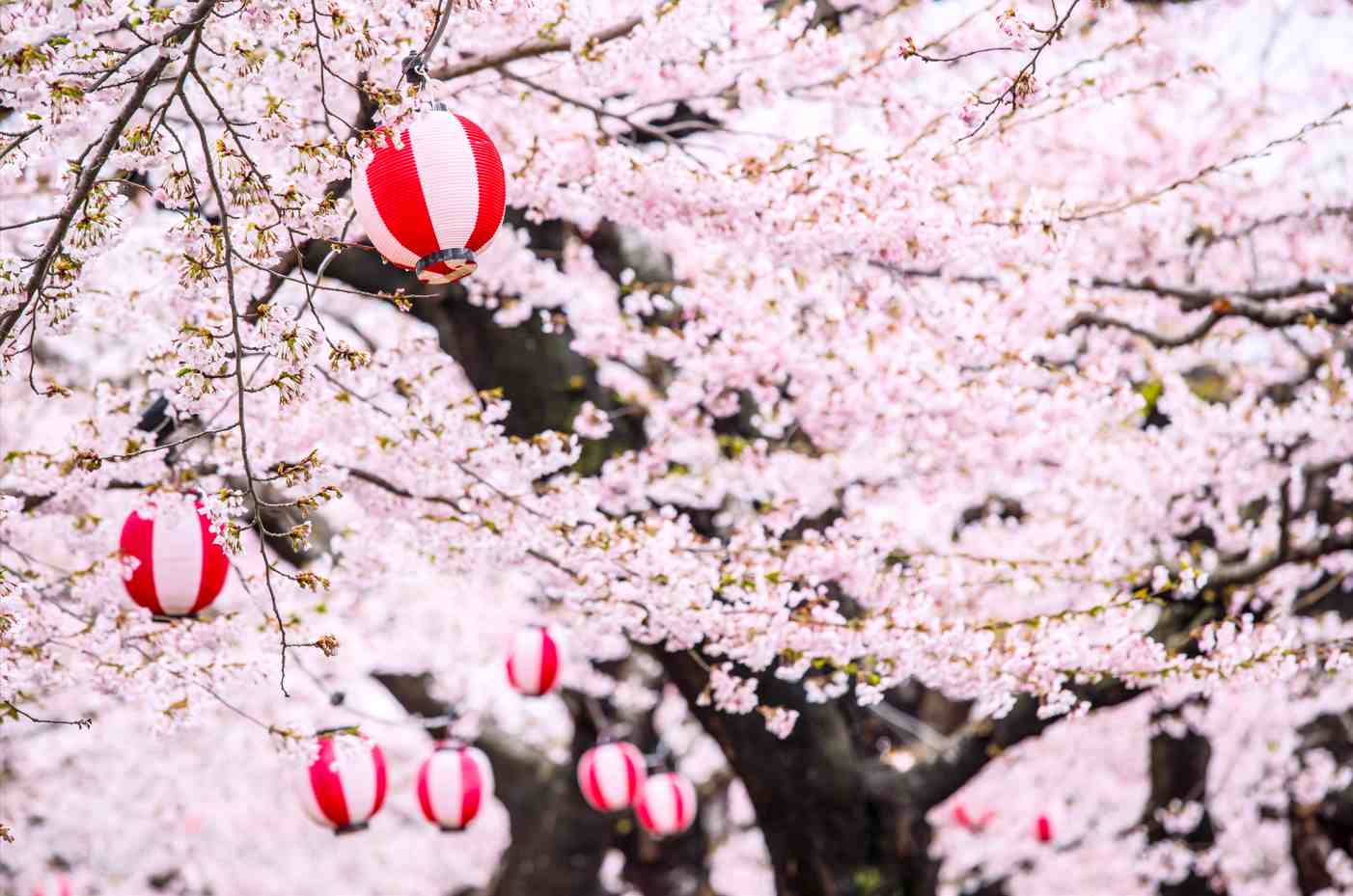 北海道賞櫻特賣～春日浪漫物語、函館纜車夜景、蔚藍支笏湖、三大蟹溫泉五日- 國外團體旅遊｜colatour 可樂旅遊