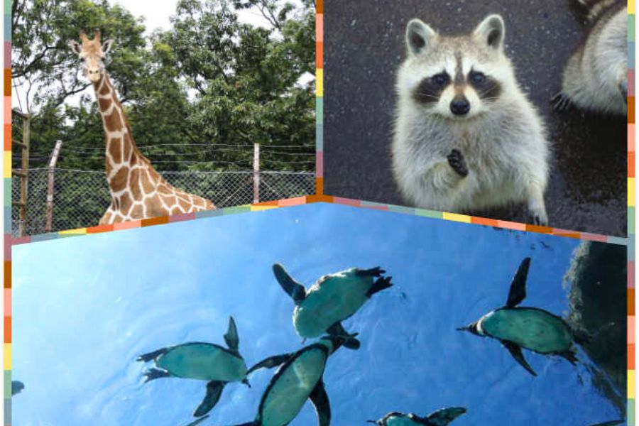 D1：西海國立公園：森閃閃動植物園、珍珠水族館、挖珍珠體驗