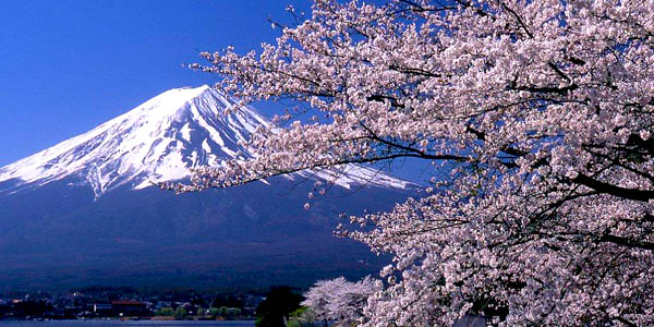 河口湖櫻花祭