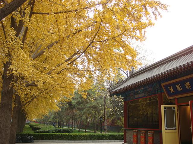 秋意濃北京賞楓紅銀杏
