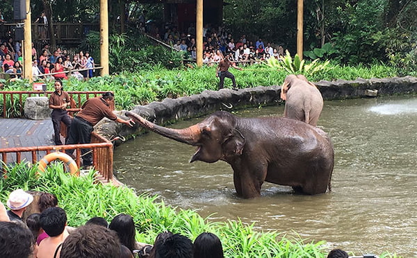 499加購萬態野生動物世界四館任選二