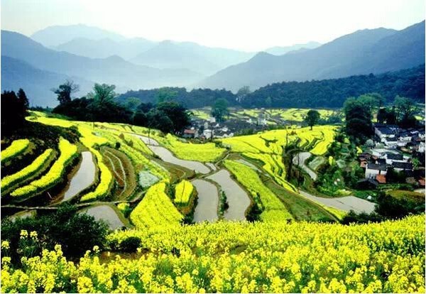 婺源油菜花-婺源(油菜花季)