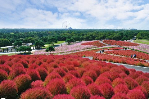 日立海濱公園(紅色波波草)