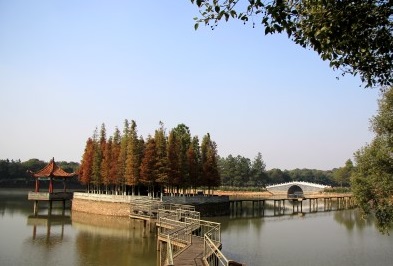 D6：鳳凰溝景區(賞楓+梧桐)