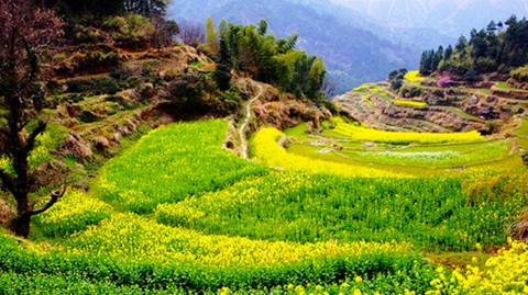 篁嶺景區-婺源篁嶺(油菜花季)
