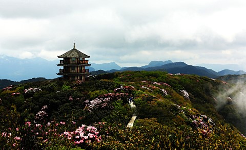 金佛山風景區-金佛山風景區