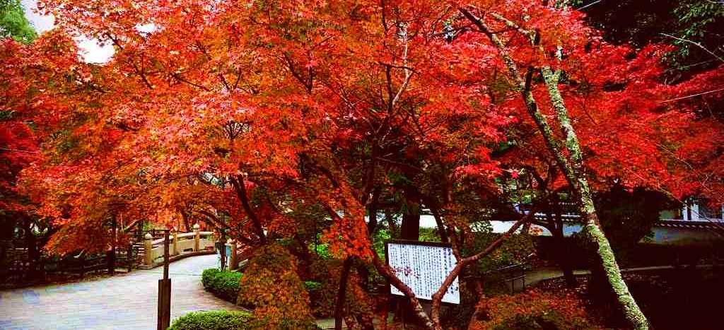 南紀深秋又楓紅 紀州和歌山 奧熊野瀞峽 紅葉話溫泉 宇治茶香漫步五日 含稅 Colatour 可樂旅遊