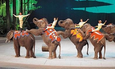 D4：靈玲馬戲動物園、馬戲表演