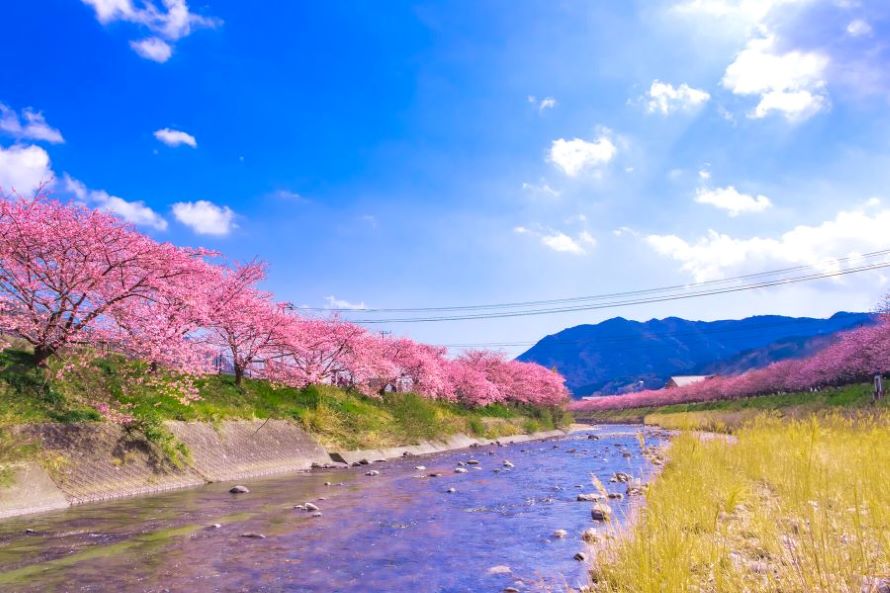 河津櫻花祭：2024年02月01日～02月29日