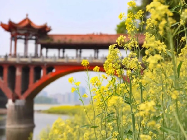 油菜花(季節限定)