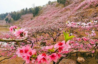 龍泉桃花溝-D7：龍泉桃花溝(品茗賞花農家樂)