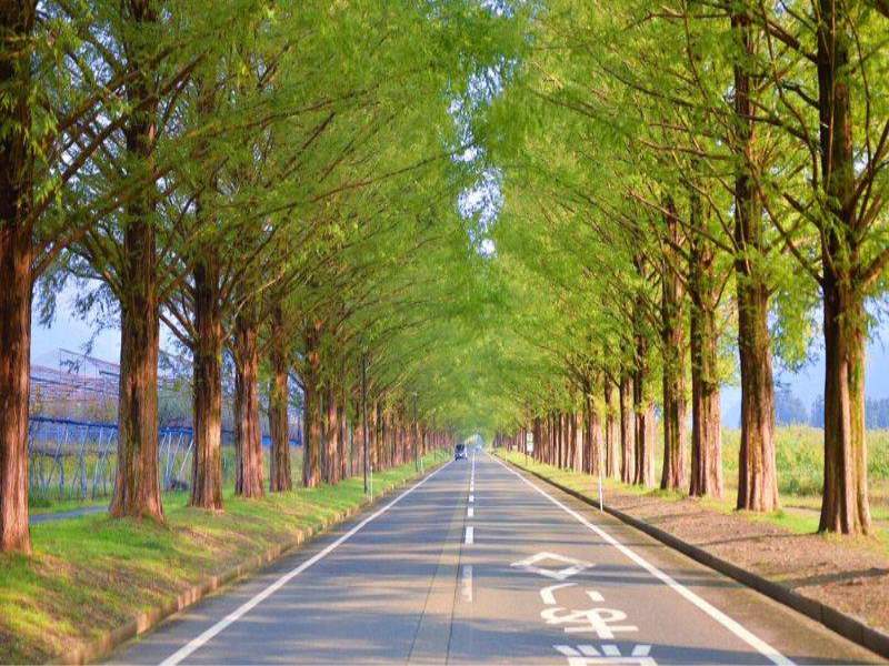水杉林蔭大道