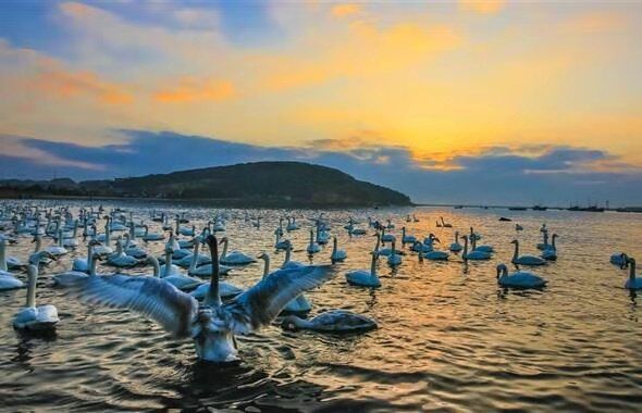 榮成天鵝湖