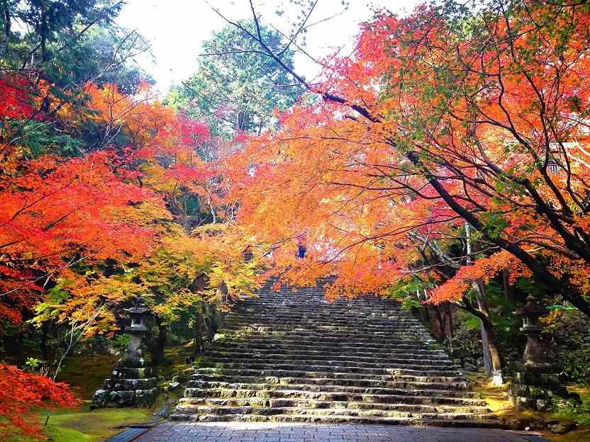 秋賞四國 金刀比羅宮 愛媛採果樂 德島阿波舞 紅葉話溫泉美饡五日 含稅 Colatour 可樂旅遊