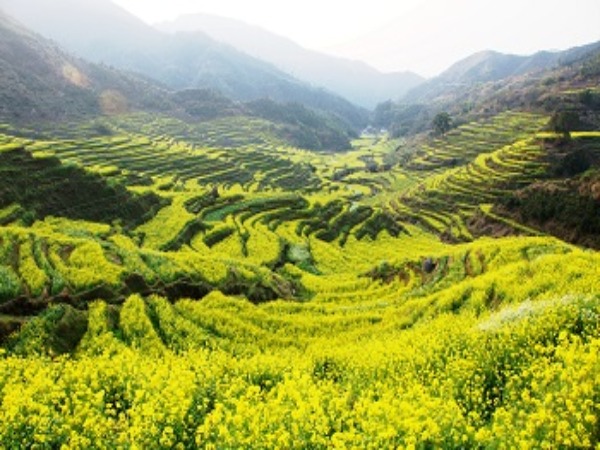 篁嶺-婺源篁嶺(油菜花季)
