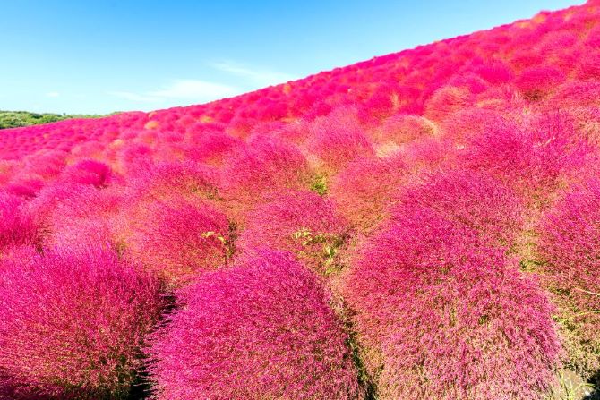 日立海濱公園(紅色波波草)