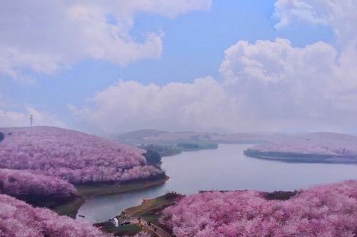 平壩萬畝櫻花園-來貴州看花海