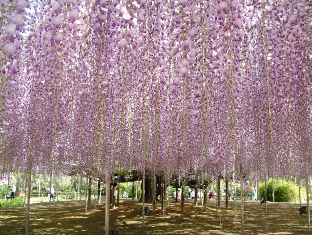 東京春天花開時 海濱粉蝶花 芝櫻戀紫藤 日光湯泉美地 輕井澤森呼吸五日 含稅 Colatour 可樂旅遊