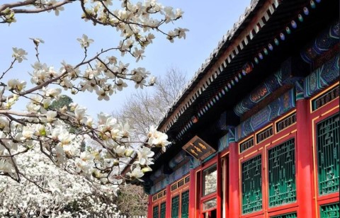 頤和園(春季可賞山桃花，玉蘭花，牡丹花...等)