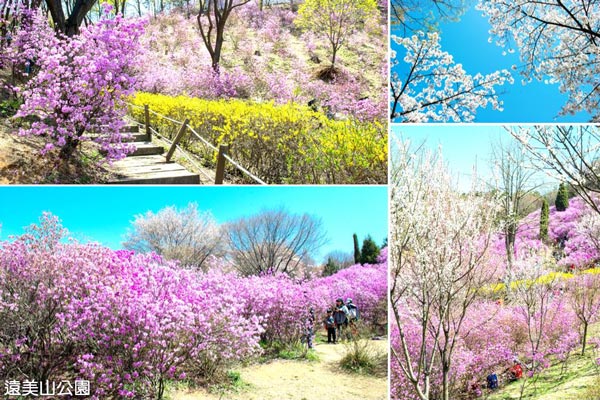 遠美山公園(季節賞櫻花、杜鵑花、迎春花)