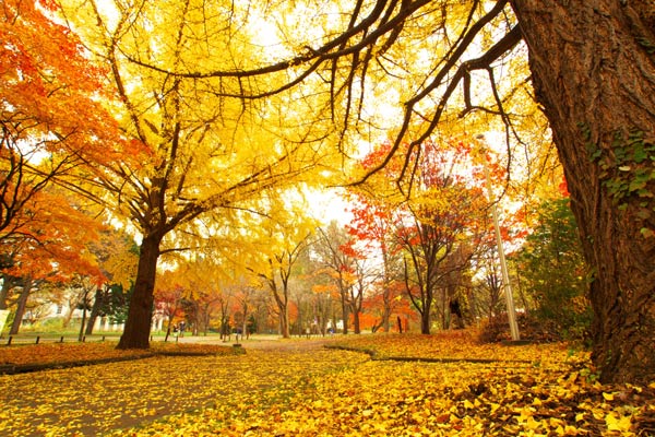 北海道紅葉賞