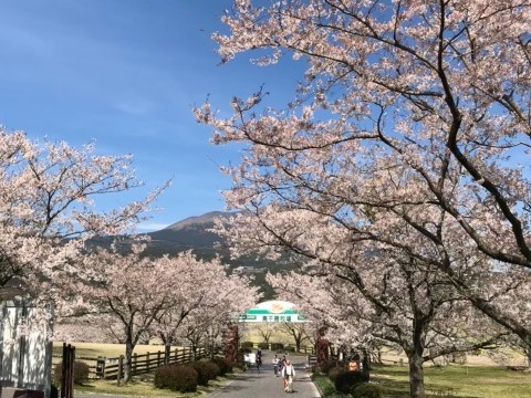 D2：高千穗牧場(賞櫻)