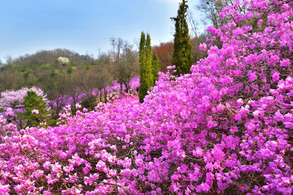 遠美山公園(季節賞櫻花、杜鵑花、迎春花)