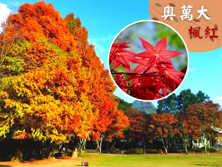 奧萬大森林遊樂區-楓葉季(11月~隔年1月)