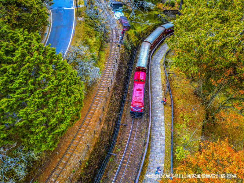 阿里山巨木群x阿里山小火車
