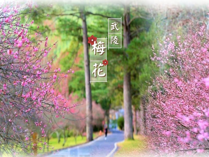 武陵梅香初綻、早櫻悄開｜冬日最浪漫的雙花季登場！