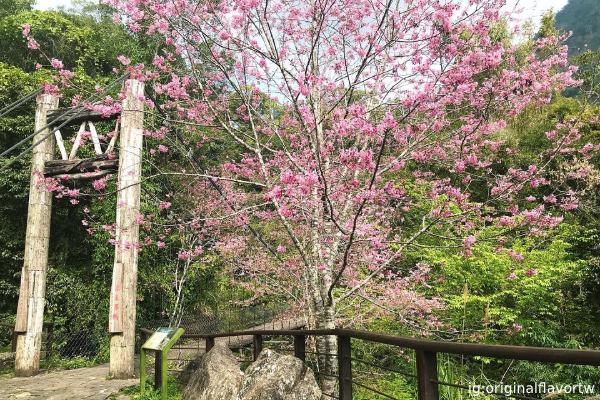 浪漫櫻花步道