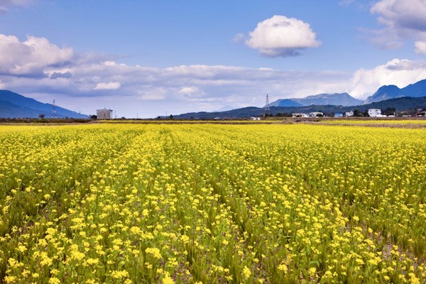 池上油菜花｜金色稻田化身春日花海的療癒舞台