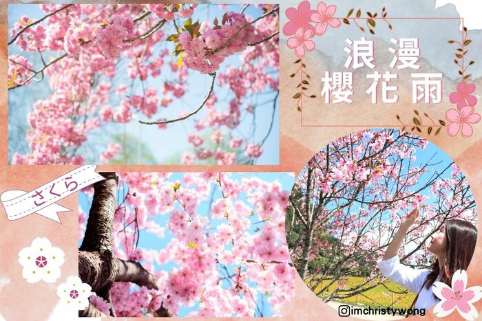 D1：崙埤河濱公園(賞櫻)