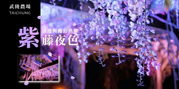 武陵紫藤｜紫白花瀑浪漫綻放