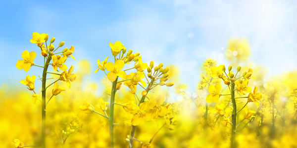 D1：池上油菜花海