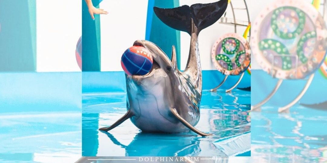 芭達雅海豚之家