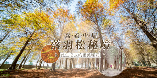嘉義秋之旅 中埔落羽松 鄒族逐鹿部落 櫻田牛埔農場 寶島脆皮烤雞一日 高雄 台南出發 Colatour 可樂旅遊