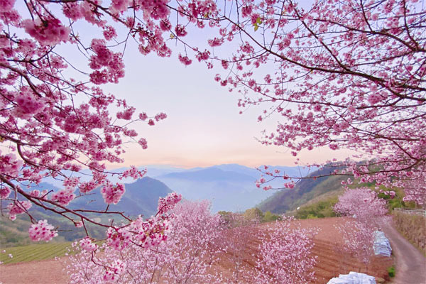 D2：浪漫櫻花步道