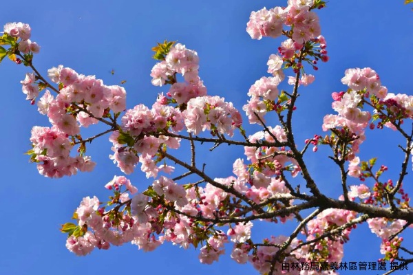 阿里山森林遊樂區櫻花-【阿里山櫻花季】
