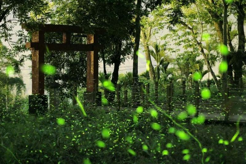 那瑪夏螢火蟲(高雄旅遊網 提供)-D1：那瑪夏夢幻螢光季