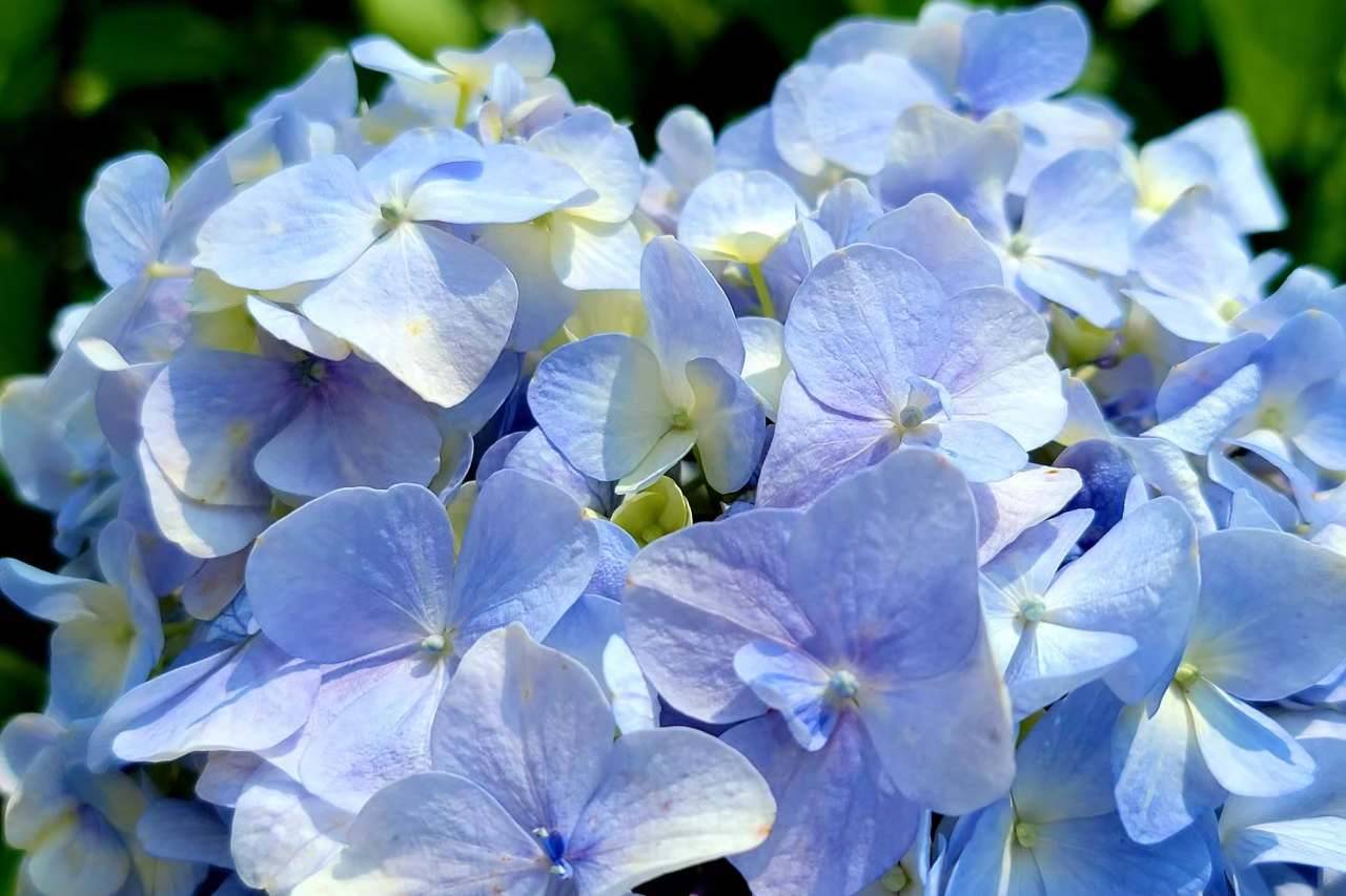 花現北海岸 萬里繡球花 控窯烤肉體驗 芝蘭海上平台 淡水老街漫遊一日 Colatour 可樂旅遊