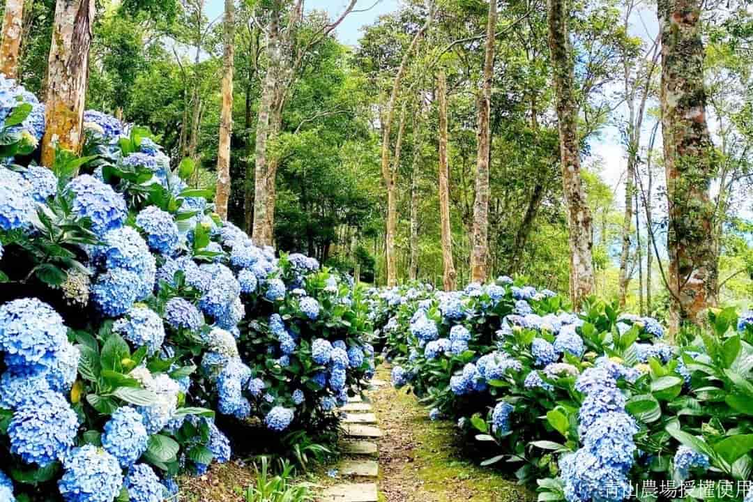 太麻里青山農場