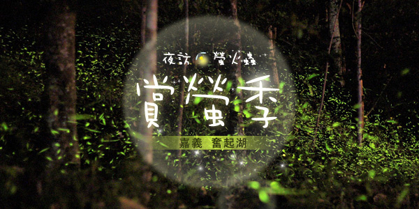 D1：漫天飛舞螢火蟲(含專業導覽人員)