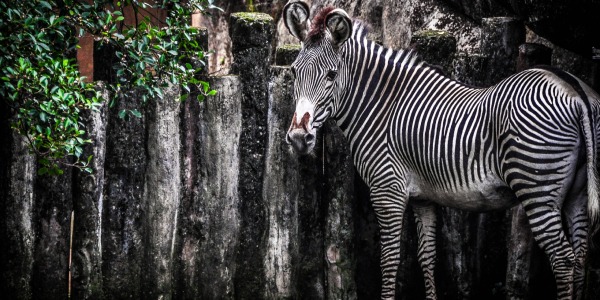 【推薦行程：臺北市立動物園】