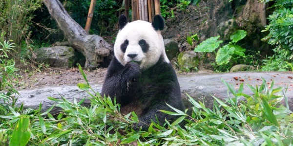 【推薦行程：臺北市立動物園】