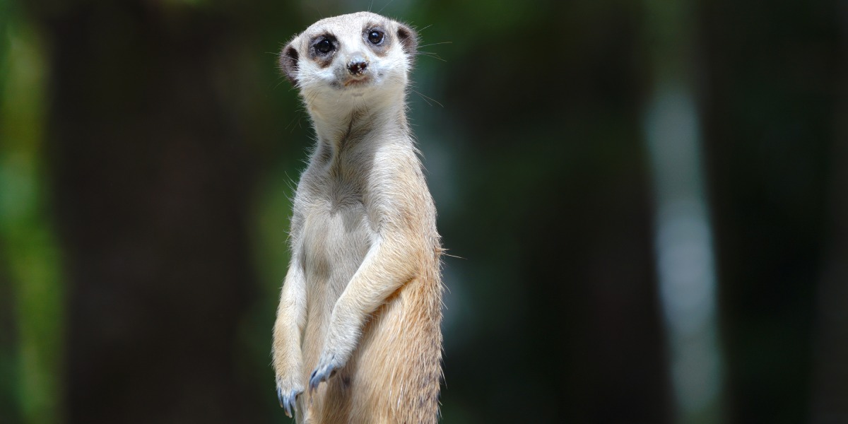 【推薦行程：臺北市立動物園】