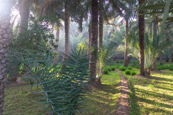 艾茵綠洲 Al Ain Oasis-世界文化遺產