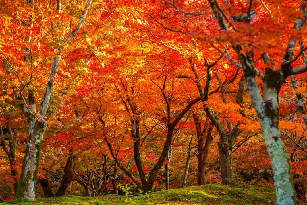 東福寺-賞楓紅葉名所