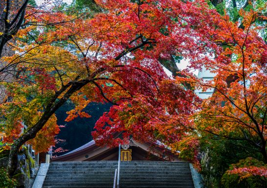 九州紅葉故事