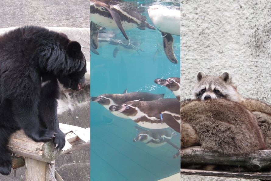 日本百景九十九島(動植物園+水族館+挖珍珠)